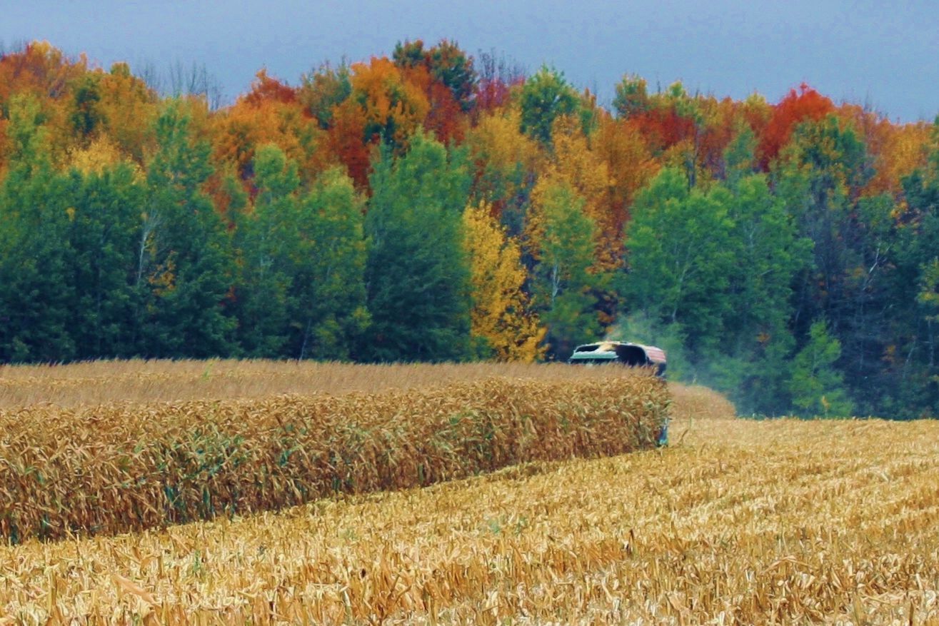 Wayne Breitenfeldt chops corn